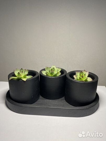 Эхеверия суккулент в кашпо