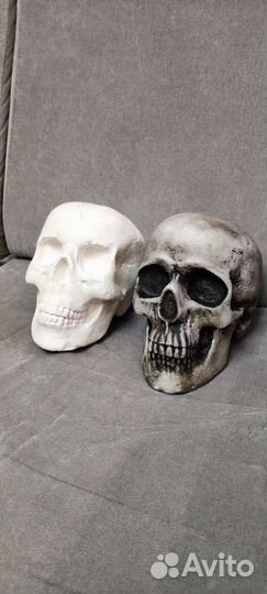 Череп анатомический