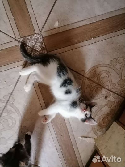 Котята