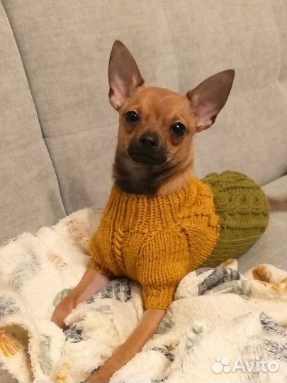 Одежда для собак, кофта, свитер/шапка/комбинезон