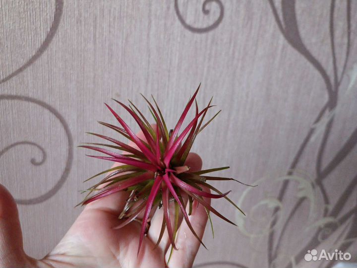 Тилландсия атмосферная