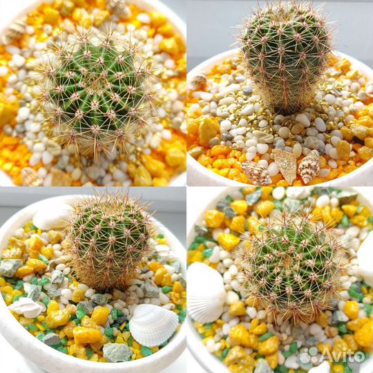 Кактусы. Цветущий сорт. Декор