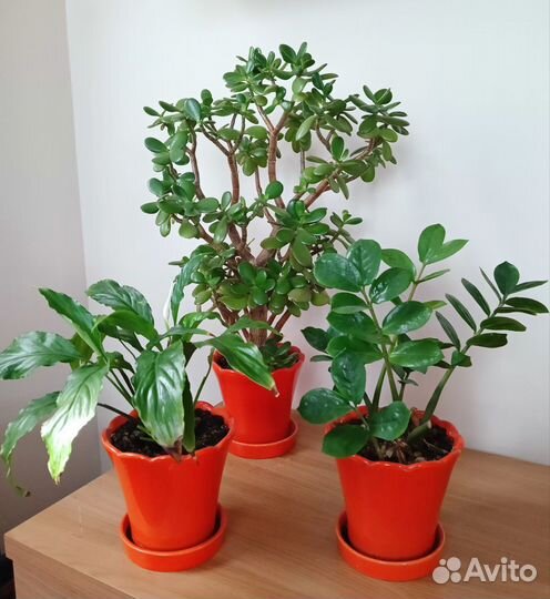 Цветы комнатные