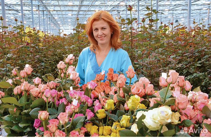 Вахта в Москве - Сборщик Роз в тепличном комплексе