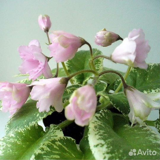 Укорененные детки и пасынки сортовых фиалок