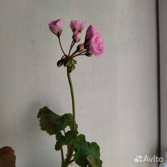 Пеларгония герань сортовая