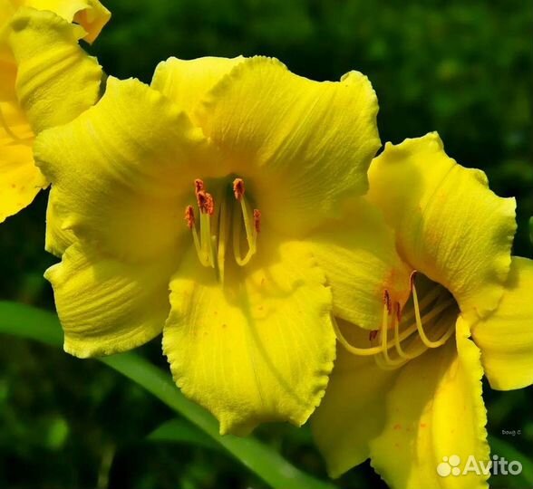 Лилейник сортовой