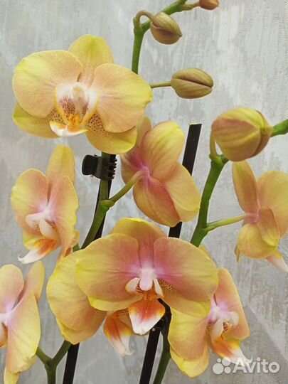 Желто-розрвая орхидея начала отцветать