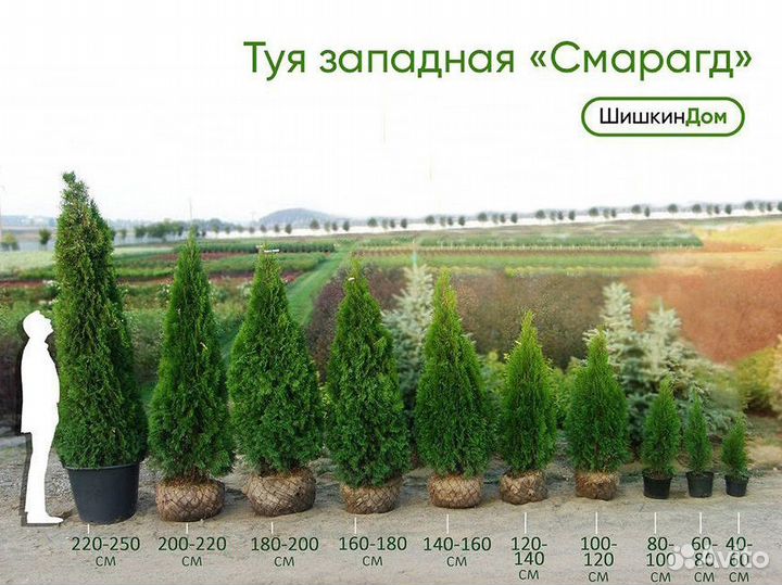 Туя Смарагд. Туи Пирамидальные