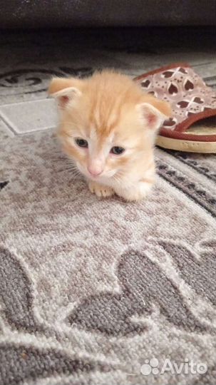 Отдам бесплатно котят в хорошие руки