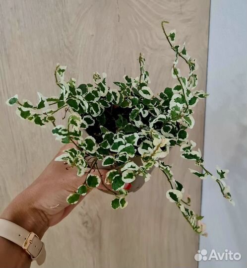 Фикус Pumila Belle Sunny