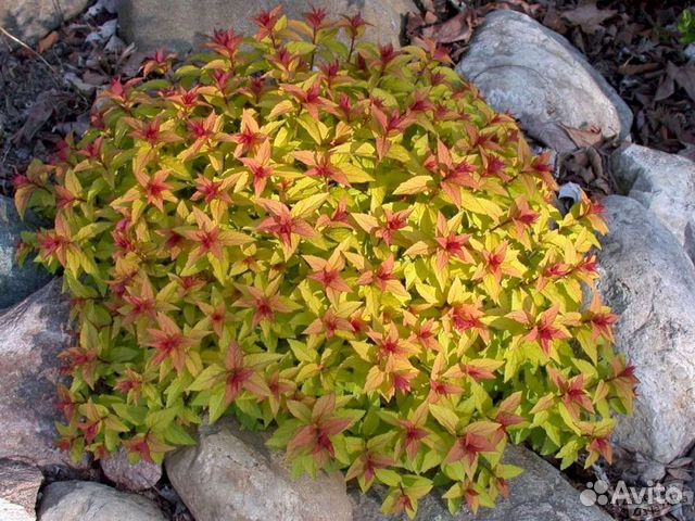 Спирея Мэджик Карпет