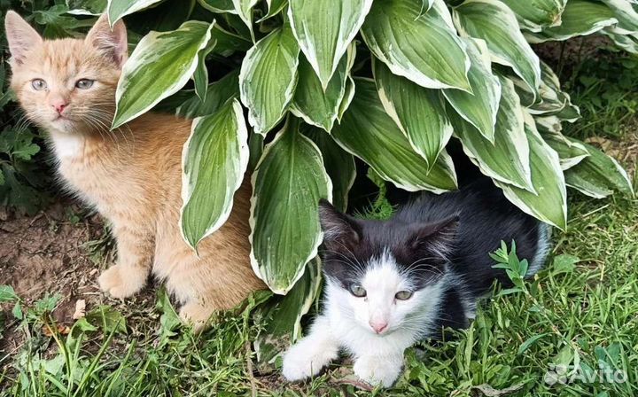 Отдам котят в добрые руки