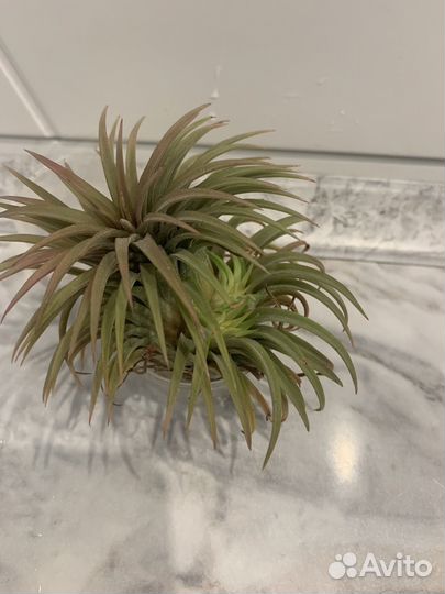 Тилландсия атмосферная