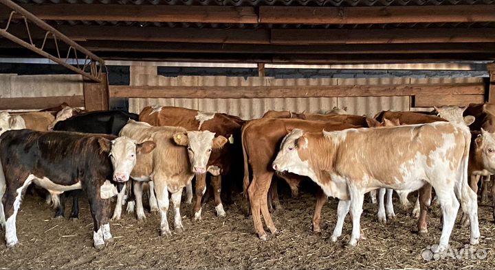 Продаются бычки