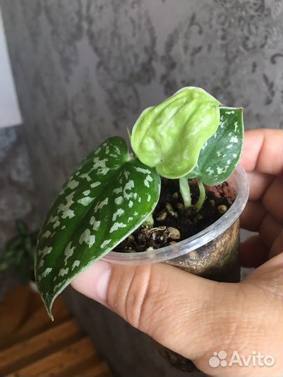 Филодендрон Мамей, сциндапсус