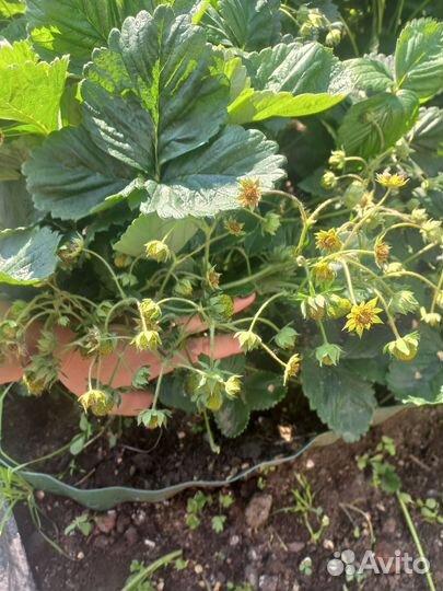 Клубника ремонтантная, саженцы