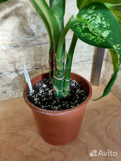 Диффенбахии взрослые