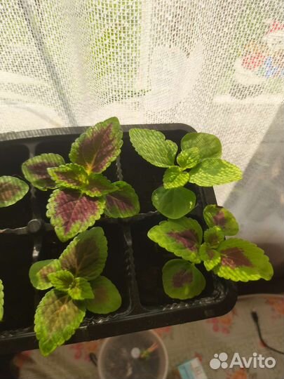 Колиус разные