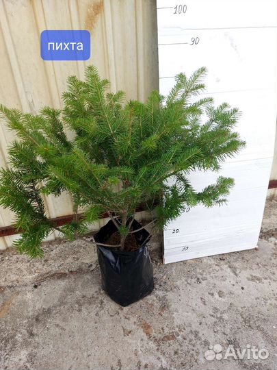 Саженцы ель, кедр, пихта