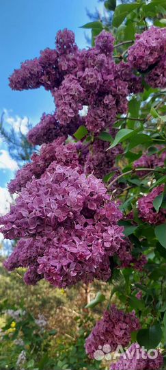 Сирень сортовая (гигантские соцветия)