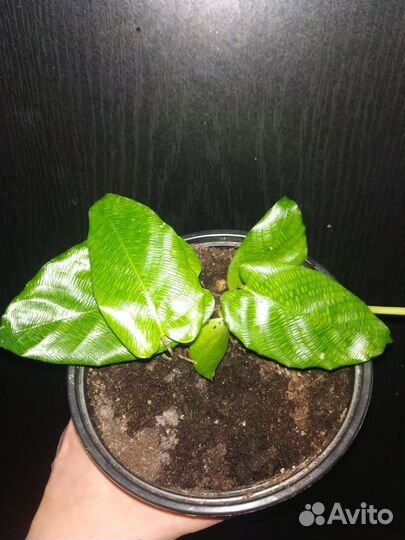 Калатея нетворк