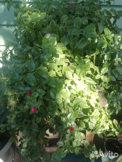 Продам комнатные растения. По всем вопросам в лс