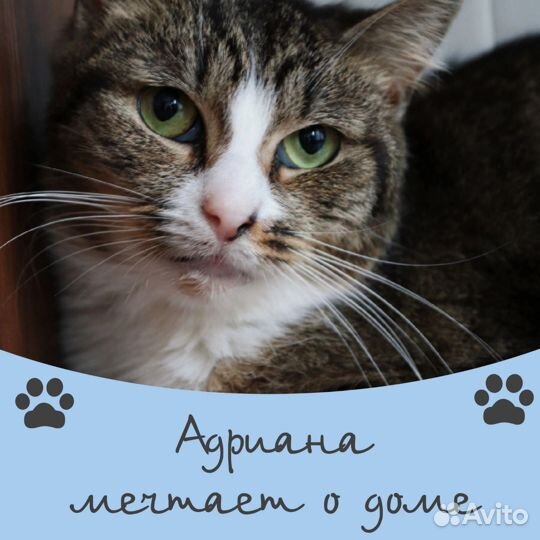 Кошка Адриана