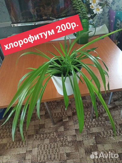 Домашние цветы