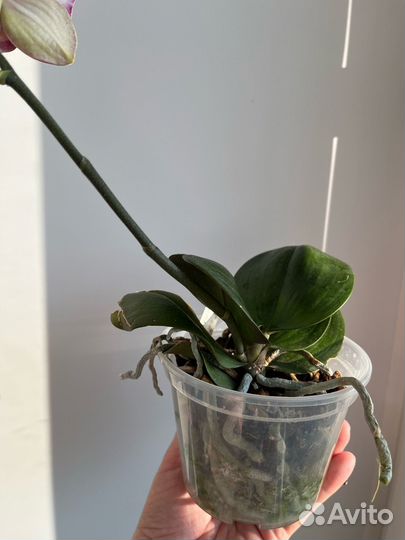 Орхидея фаленопсис бабочка