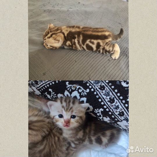 Шотландские котята