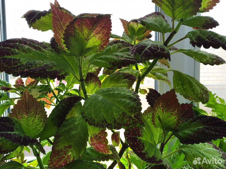 Пеперомия,Колеус,Декабрист,Панданус,Хатиора,Бегони