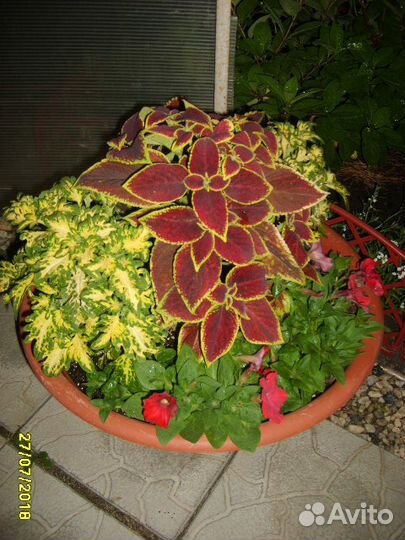 Растения декоративные сортов для дома и для сада