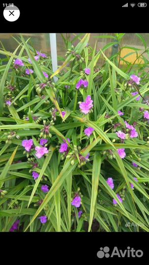 Традесканция садовая