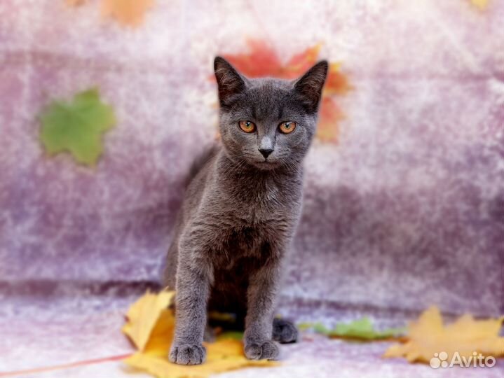 Кошка в дар бесплатно