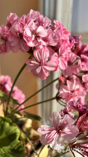 Комнатные цветы