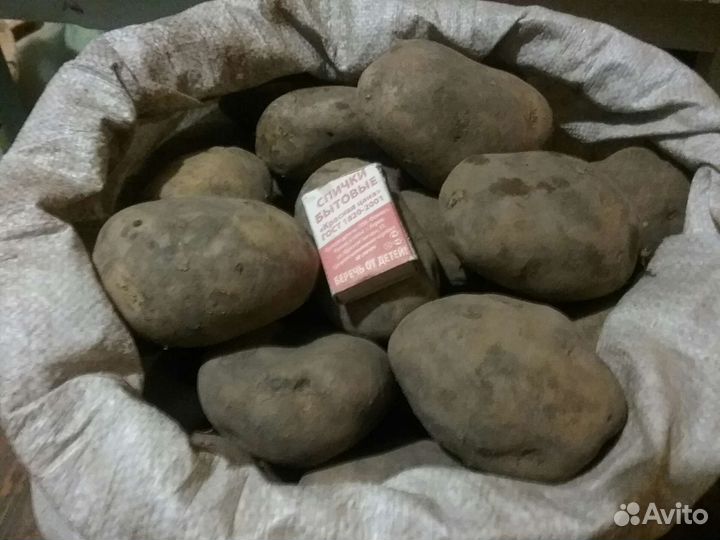 Продам картофель