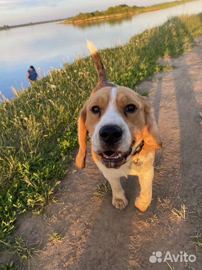 Вязка кобеля бигль