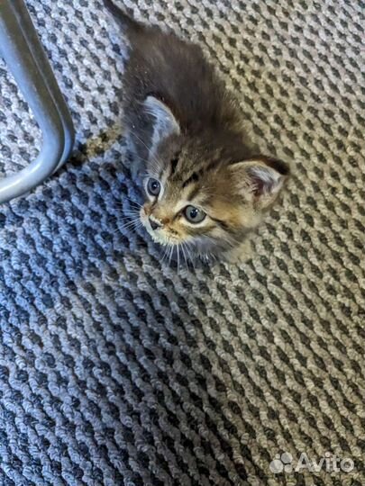 Кошки в добрые руки бесплатно