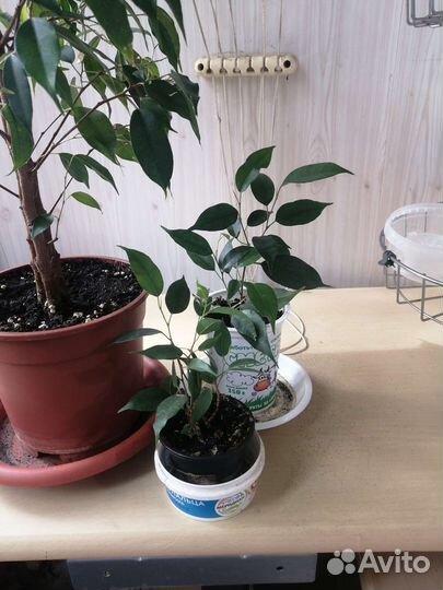 Фикус Даниэль