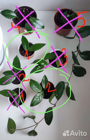 Хойя карноза