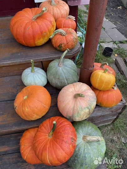 Тыква Петрушка Кабачки стручковая фасоль