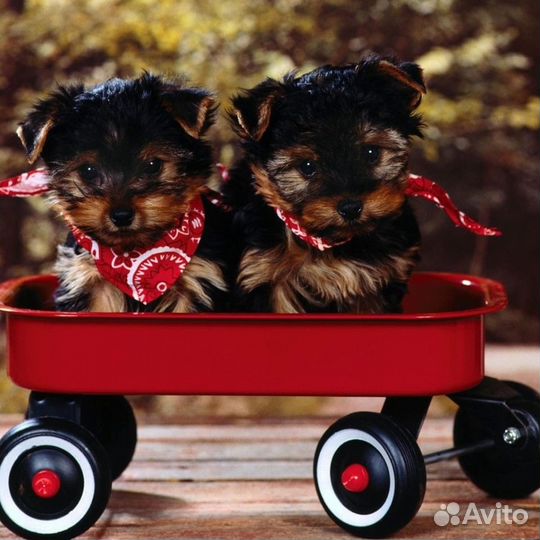 Инструктор по вязке собак, помощь при вязке, ико