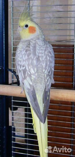 Жемчужные красавцы кареллы