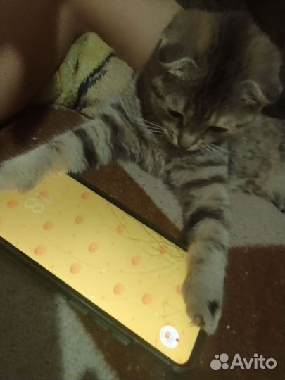 Котик и кошечка вислоухая по году