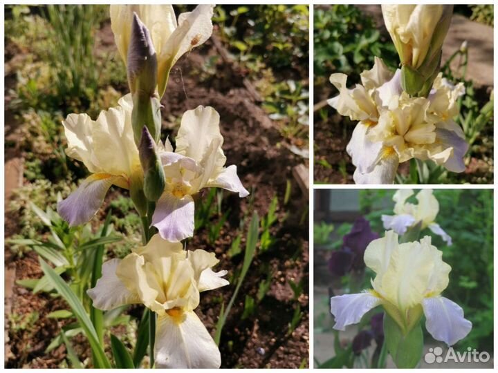 Многолетние цветы для сада