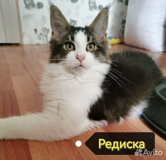 Котята мейн-кун