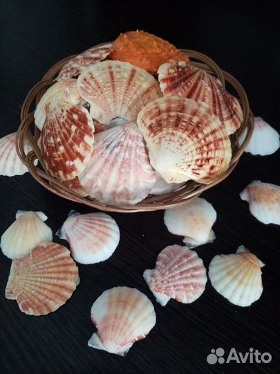 Ракушки морские