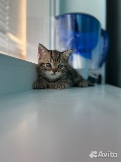 Шотландская вислоухая