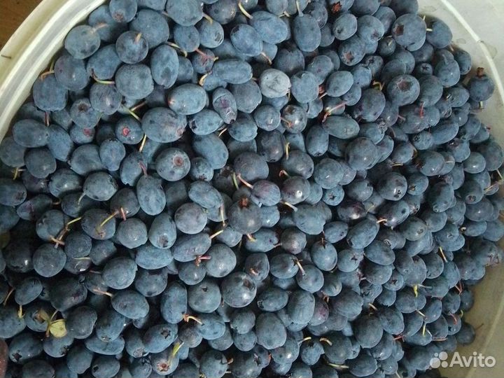 Голубика, черника